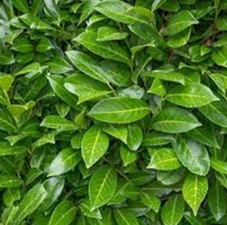 Extra onderhoud park